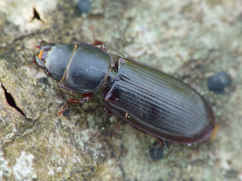 Tenebroides fuscus (Goeze, 1777)